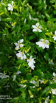 Nofi Widi profile icon