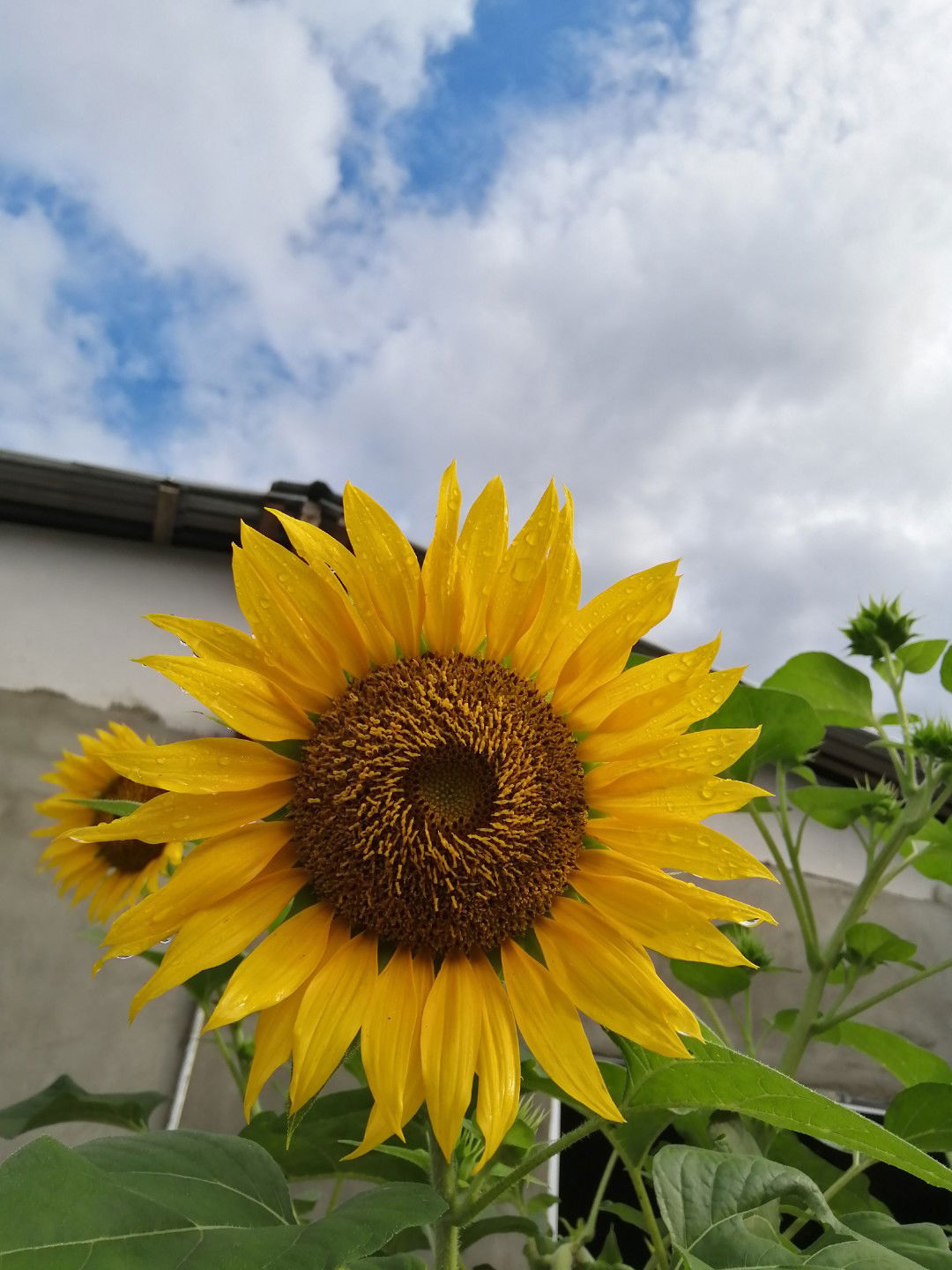 Receline profile icon