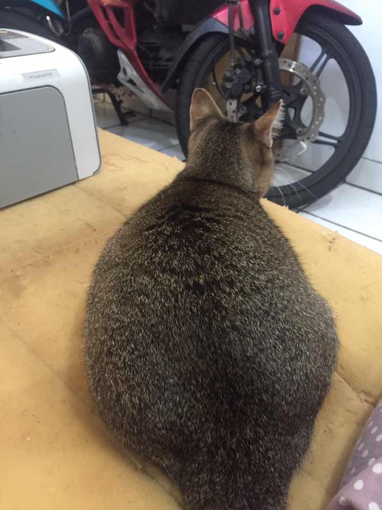 Lia Meiliana profile icon