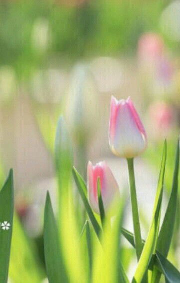 Novi Fitriyah profile icon