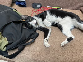 nunnaphat tanmanee profile icon