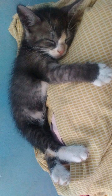 Muji Yanti profile icon