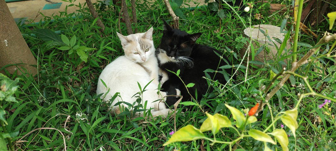 Star Lights profile icon