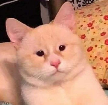 Amal Khairunisa profile icon