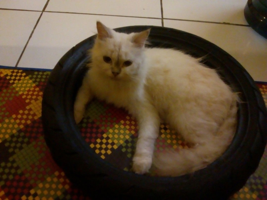 Ziahh Ziahh profile icon