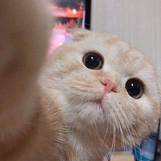 ม่ามี๊ของน้องอลิซ profile icon