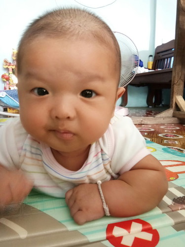 หมาน้อยของแม่