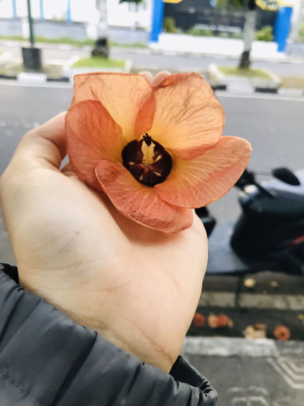 Nunu Chanchan profile icon