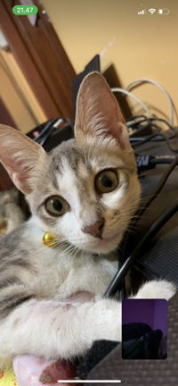 Elsa Diana profile icon