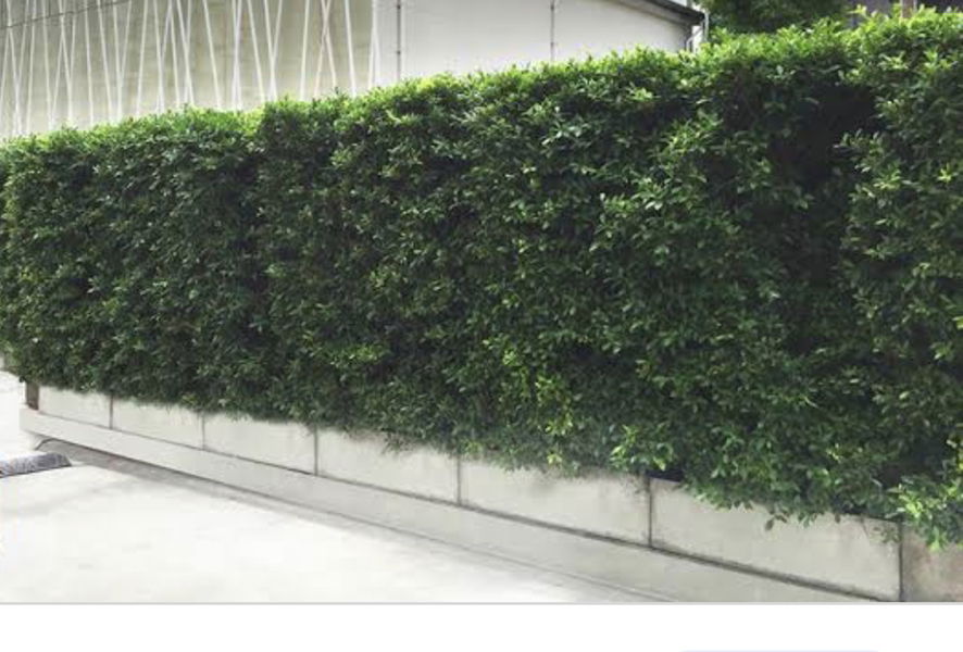 chutima pornpetra profile icon