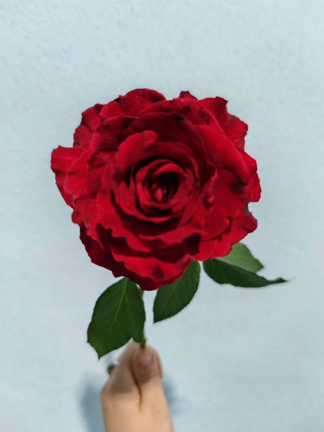 Natchayaporn Tangdomrongsin profile icon