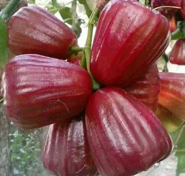 NenNkK NonNK profile icon