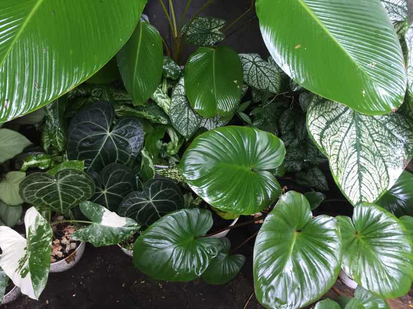 kartika profile icon