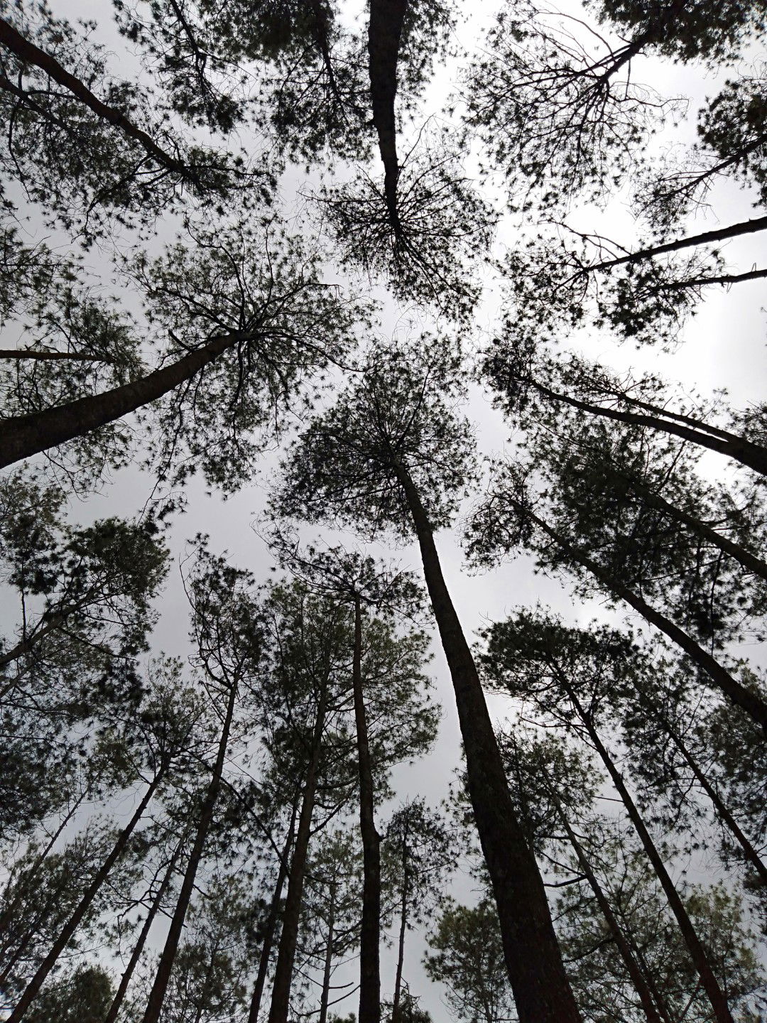 Lely Kurnia ilfa profile icon