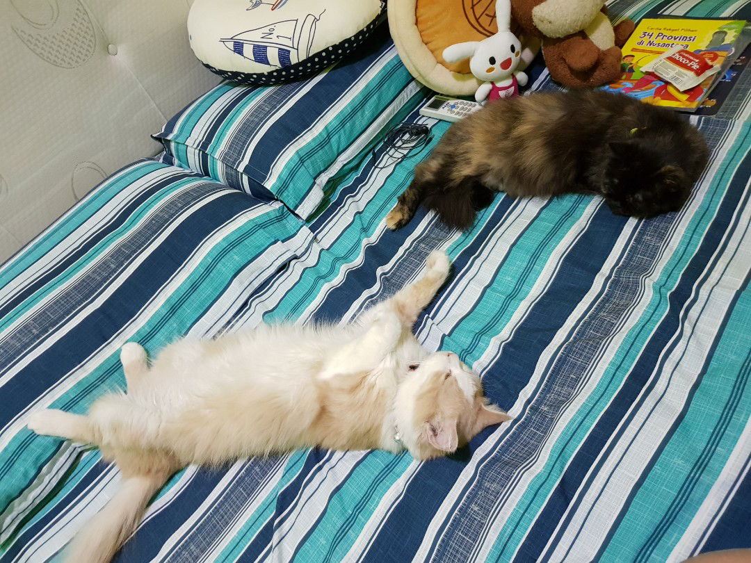 Penjajah Kasur (Sharing)