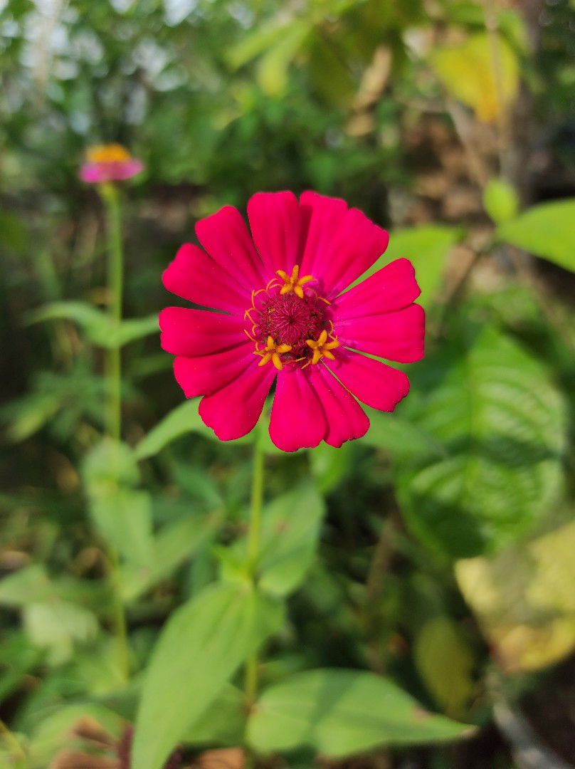 Triyani profile icon