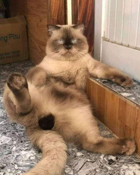 Roderick hebert srit anak john profile icon