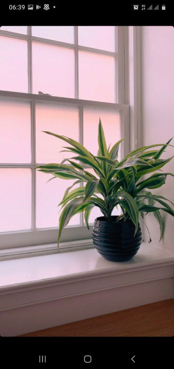 ayu lestari profile icon