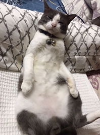 Black_Veil profile icon