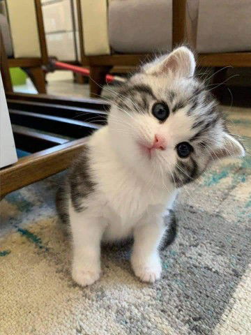 fazrina profile icon