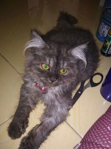 Dian Marissah profile icon