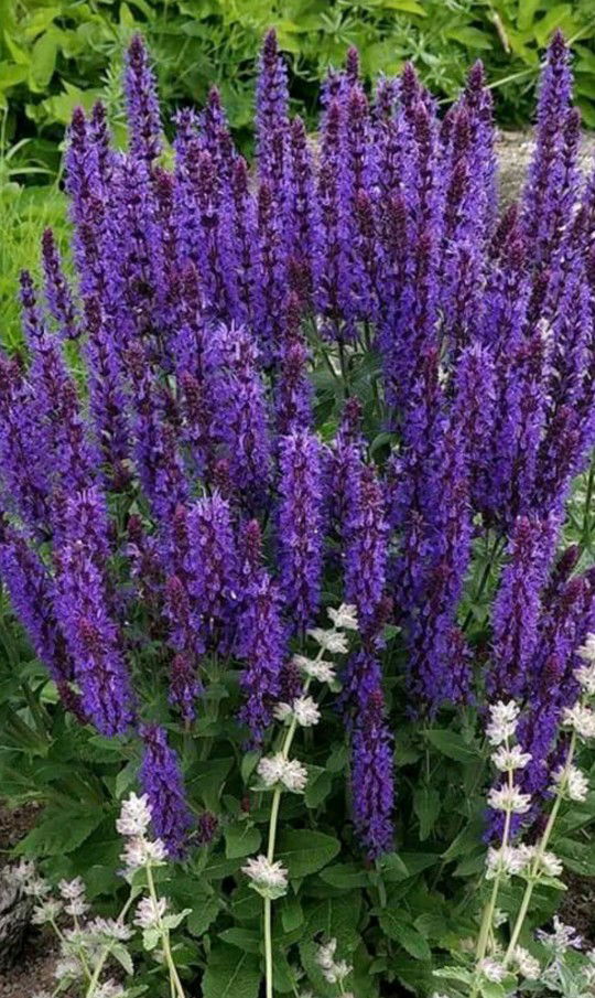 Wulan Mor profile icon