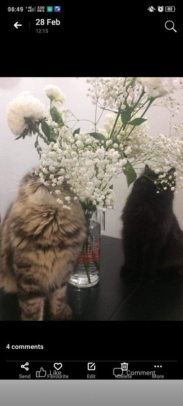 Nur Azizah profile icon