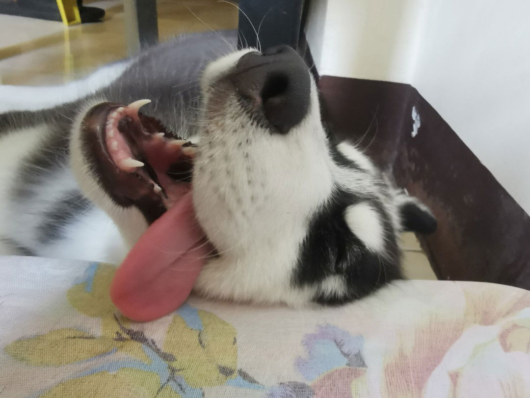 Hanna Avelino profile icon