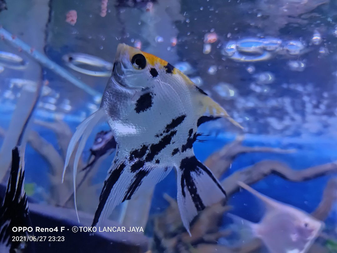 Yayah Nur Afiyah profile icon