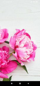 Ummu Nusaybah profile icon