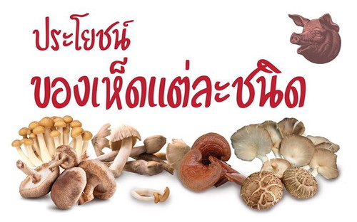 ประโยชน์ของเห็ด