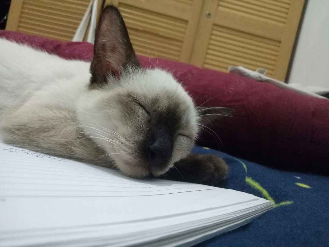 Aida Vikrianur profile icon