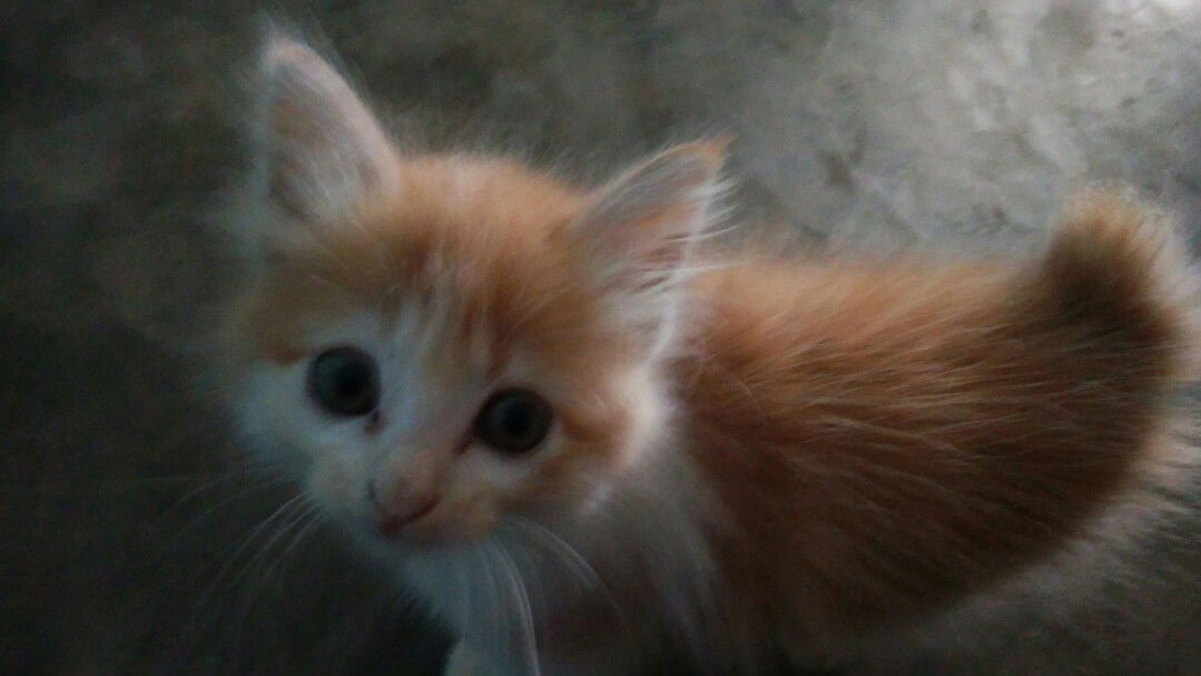 Nurhalimah profile icon