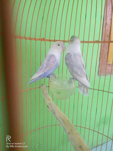 Alvia Dzahra profile icon