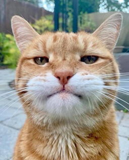 ตัวน้อย profile icon