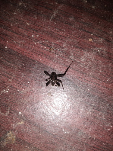 แมงมุมกัด