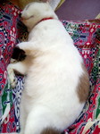 Akmadin profile icon