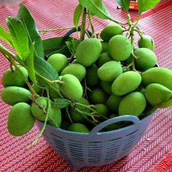 putik mangga