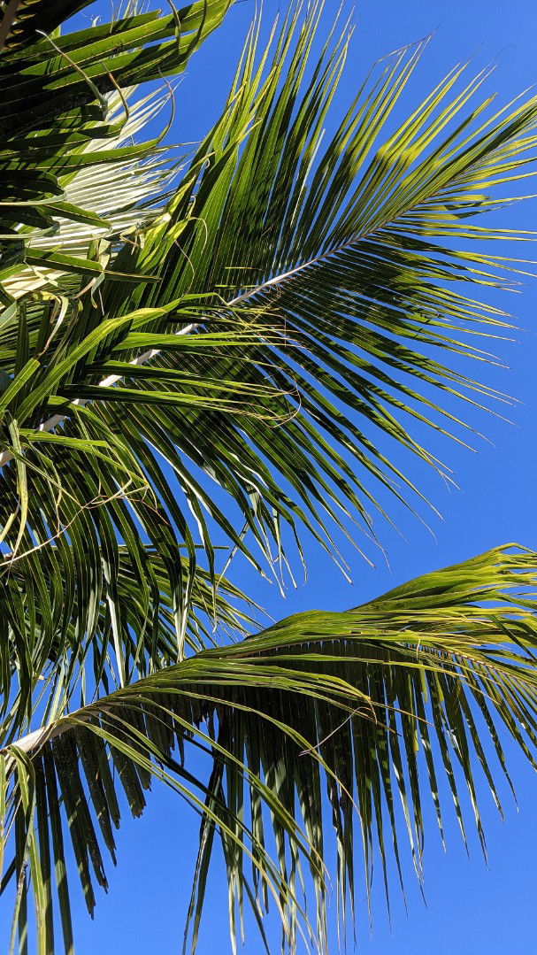 Niia Junaidi profile icon