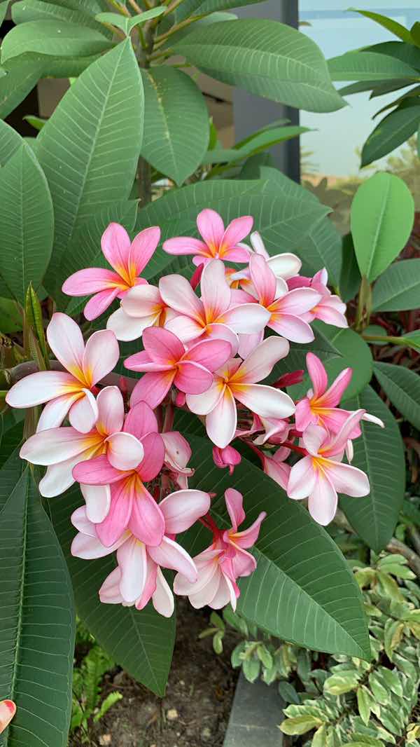 azkana febrina profile icon