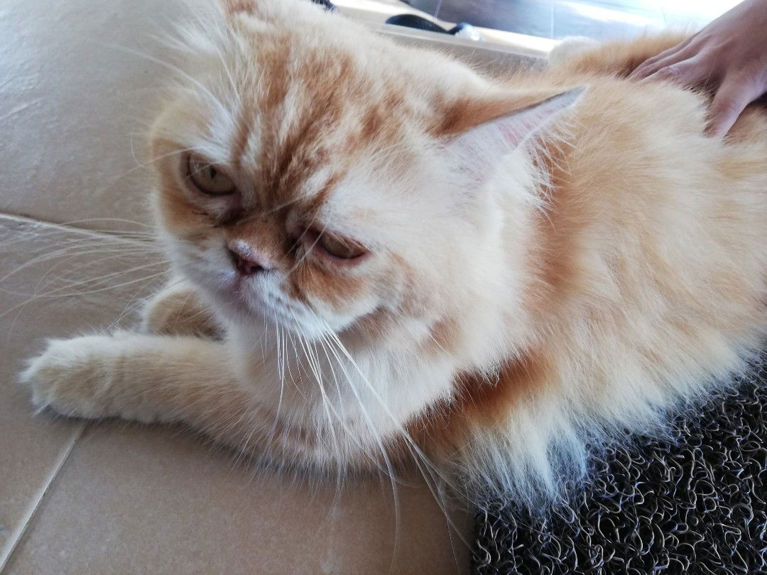 Nur Amilin profile icon