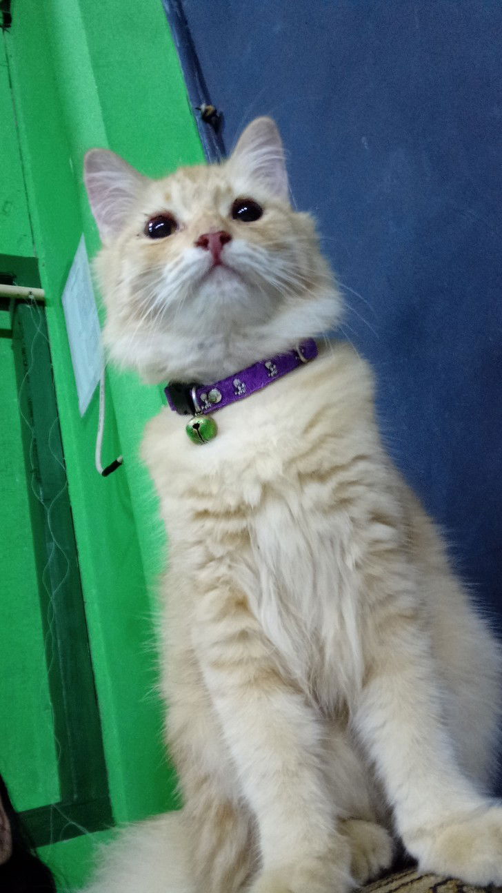 Friskah profile icon