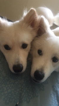 Jessica Sjahjady profile icon