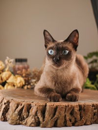 Nanda Ardhanary profile icon