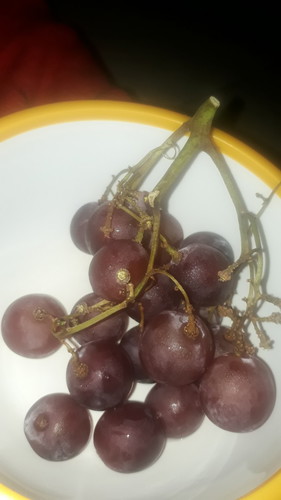 buah anggur