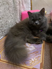 Bella Febriana profile icon