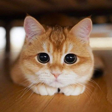 Rika Mulianti profile icon