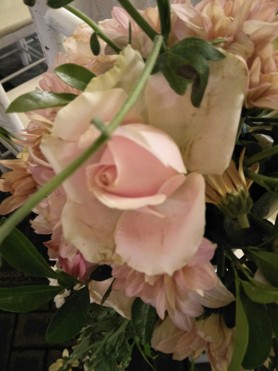 reviani pepygustav profile icon