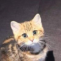 Intan ✨ profile icon