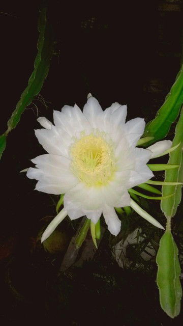 yarinee chebu profile icon